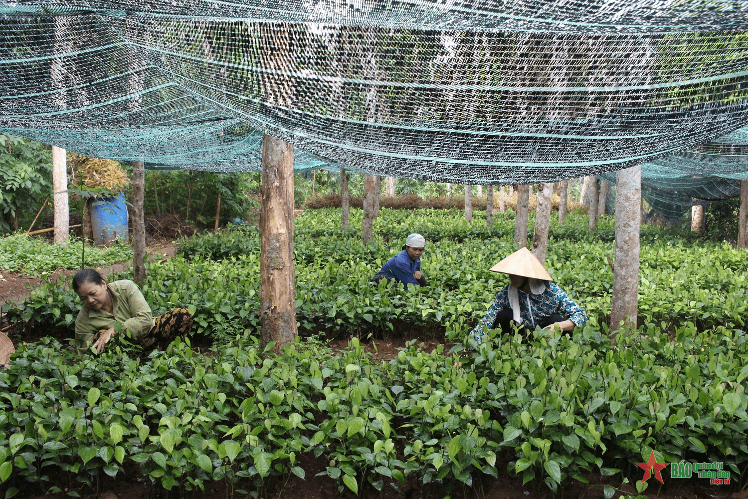 Người Pa Cô, Vân Kiều làm theo lời Bác