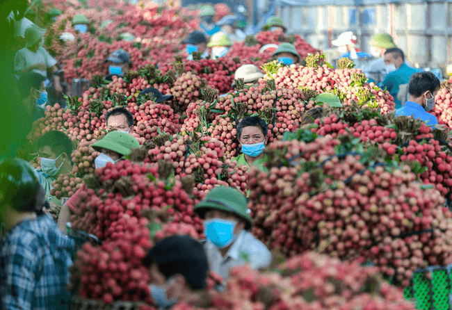 Tiêu thụ vải thiều năm 2022: Coi trọng khai thác tối đa thị trường trong nước