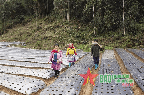 Thoát nghèo nhờ cây dược liệu