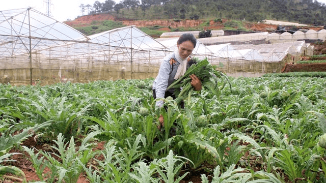 Vươn lên từ cây dược liệu