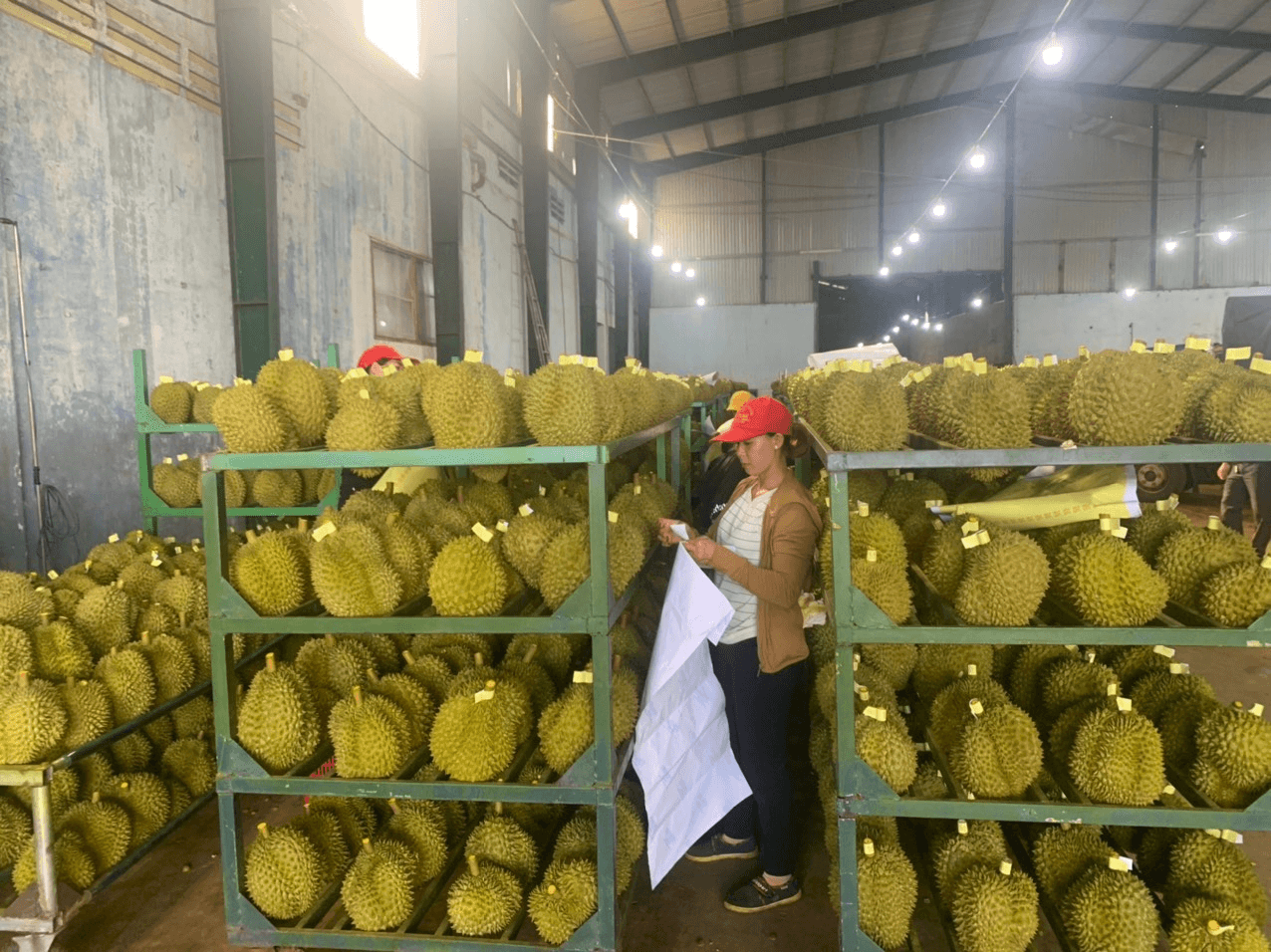 Sầu riêng Đắk Lắk trên con đường xuất khẩu chính ngạch