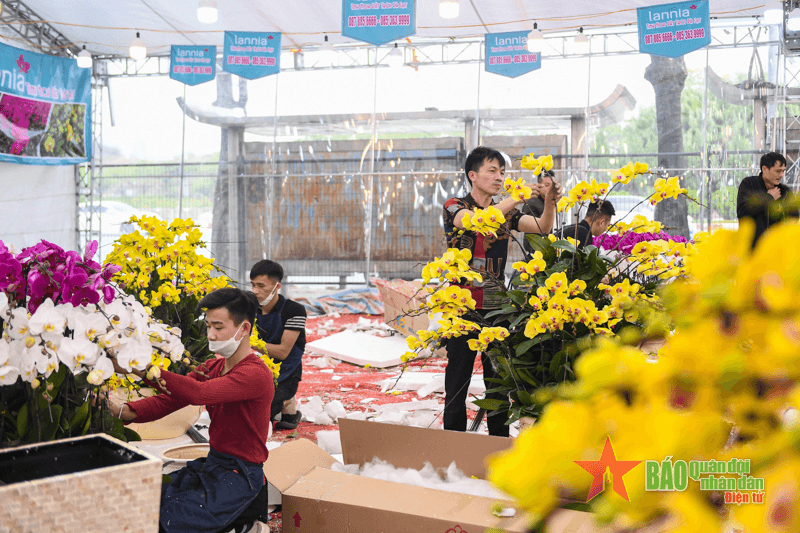Hà Nội rực rỡ hoa lan hồ điệp chào Xuân mới