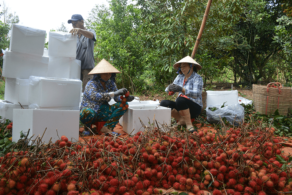 Xuất khẩu nông sản chính ngạch sang Trung Quốc cần lưu ý gì?
