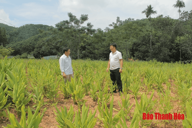 Xóa nghèo từ phát triển rừng ở Cán Khê