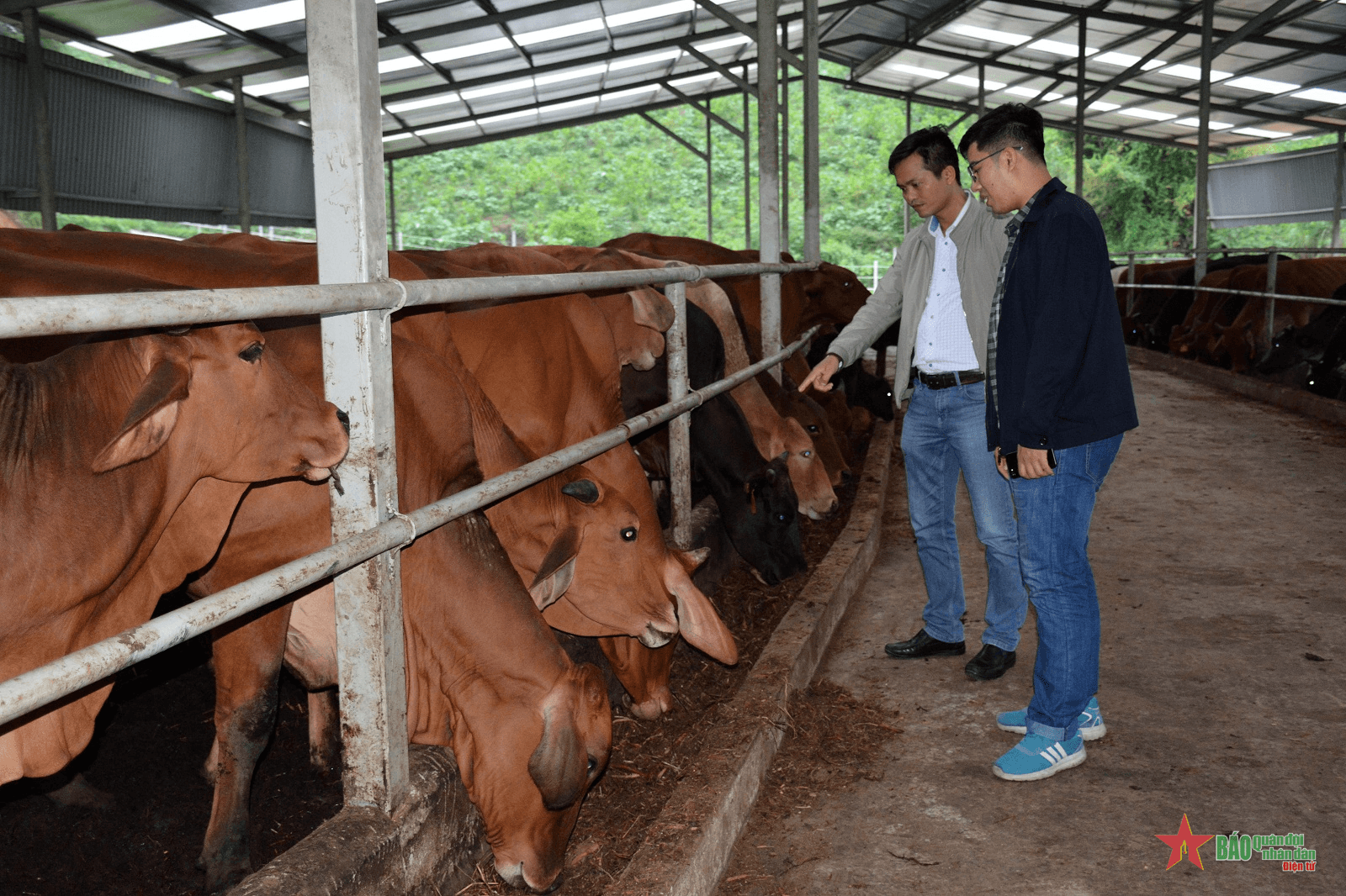 Kinh tế tuần hoàn trong chăn nuôi - giải pháp phát triển bền vững