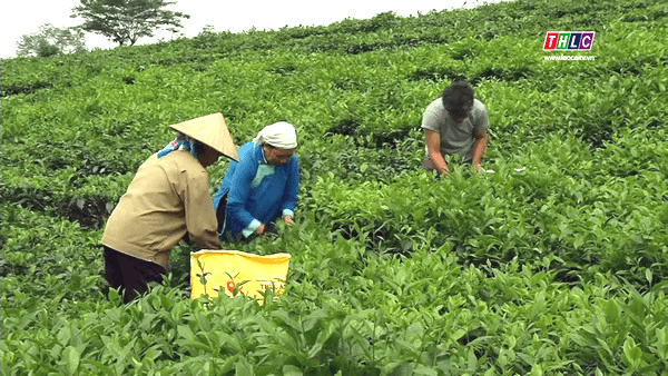 Chính sách và phát triển: Hiệu quả chuyển đổi cơ cấu cây trồng ở Mường Khương