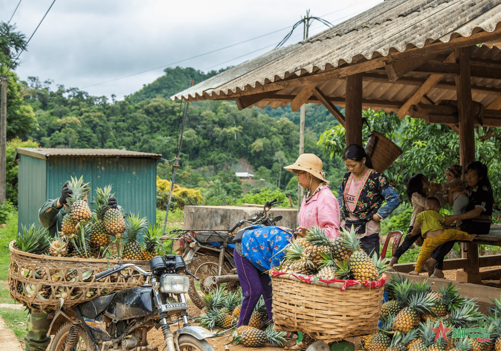 Mùa thu hoạch dứa ở vùng biên