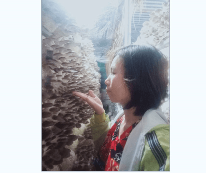 Trồng nấm theo hướng hữu cơ