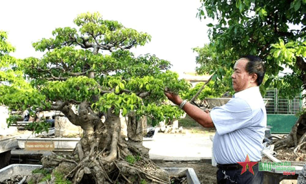 Trung tướng Đoàn Sinh Hưởng: Trung tướng mê vườn