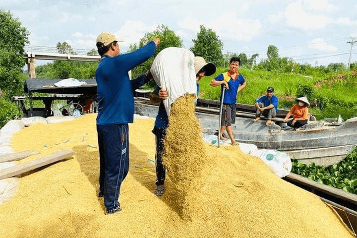 Giữ chất lượng, thương hiệu gạo giữa biến động lương thực toàn cầu