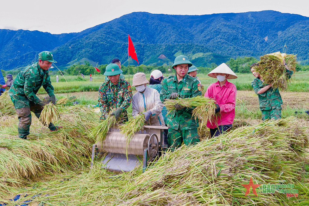 Bộ đội Biên phòng A Đớt gặt lúa giúp dân