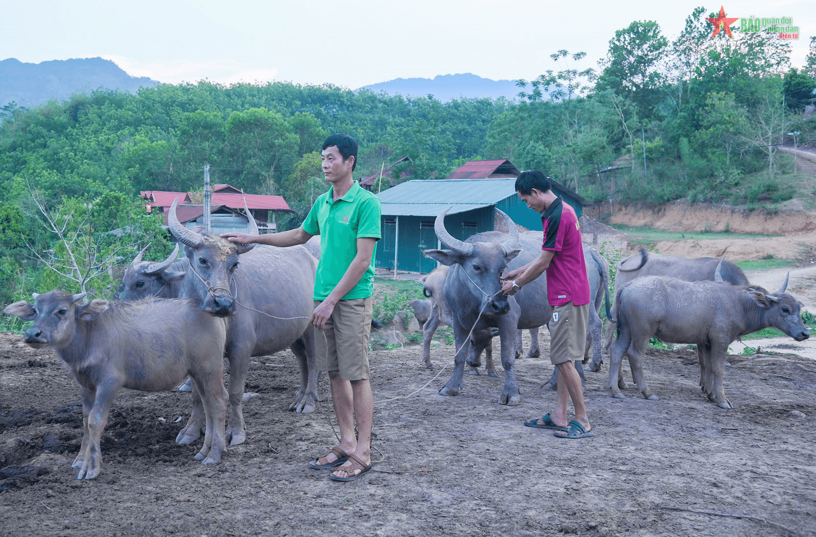 Chương trình mục tiêu quốc gia phát triển kinh tế- xã hội vùng đồng bào dân tộc thiểu số và miền núi giai đoạn 2021 - 2030, giai đoạn I: Từ năm 2021 đến năm 2025: Mường Nhé nỗ lực phát triển chăn nuôi đại gia súc để xóa đói giảm nghèo