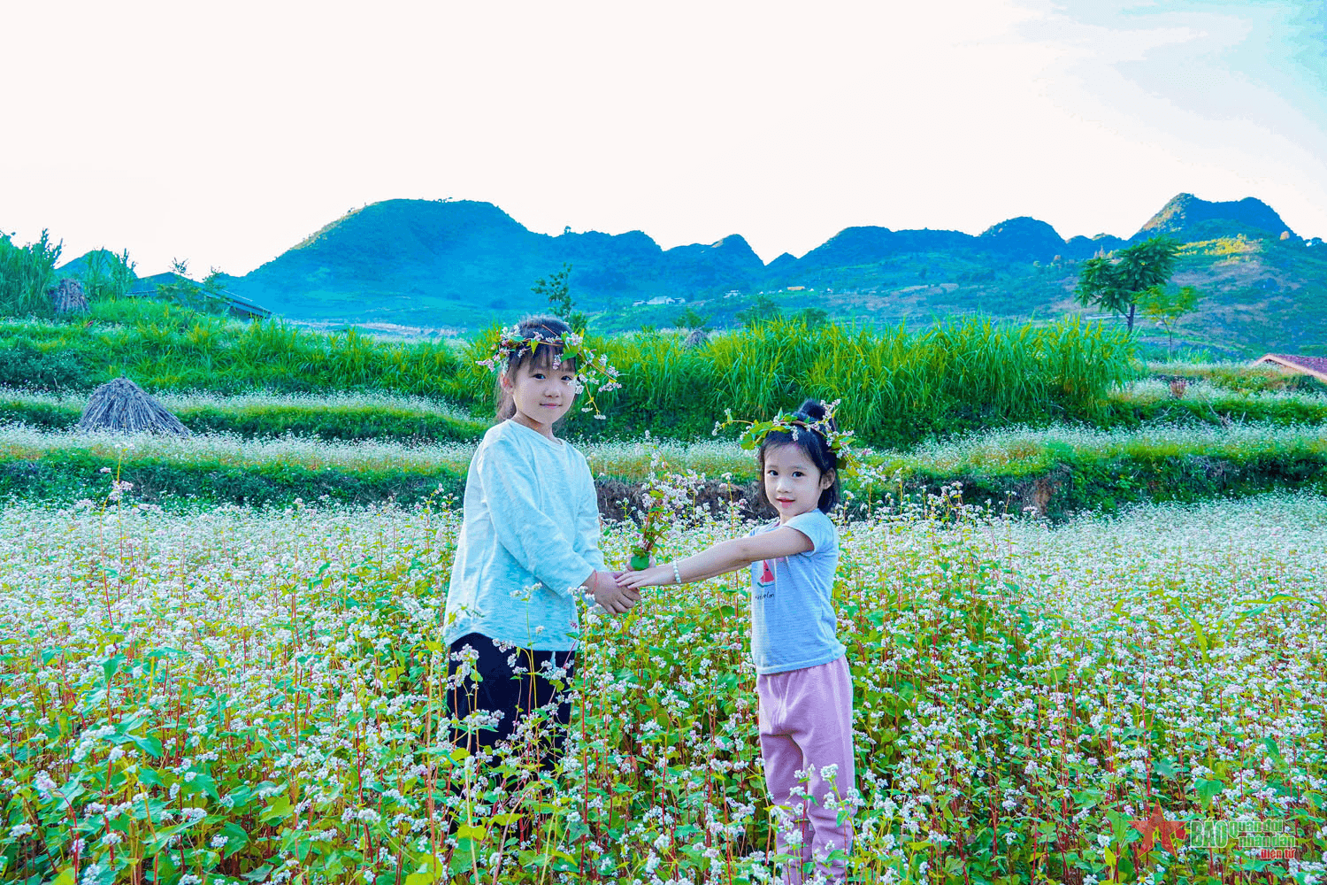 Hà Giang: Sẵn sàng cho lễ hội hoa tam giác mạch lần thứ IX