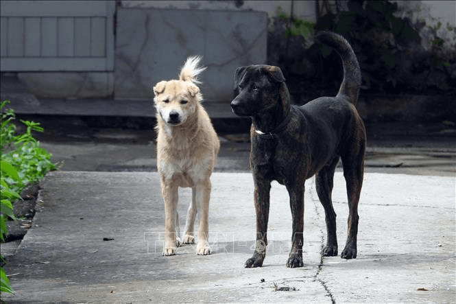 Chuyện ở bản: Không chủ quan được!