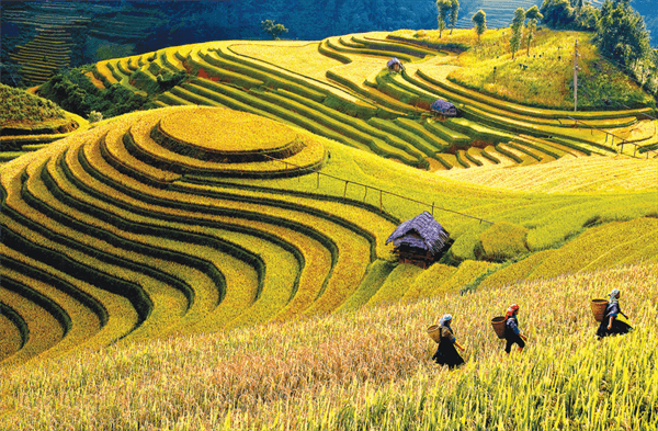 Đừng để bội thực “mùa vàng”
