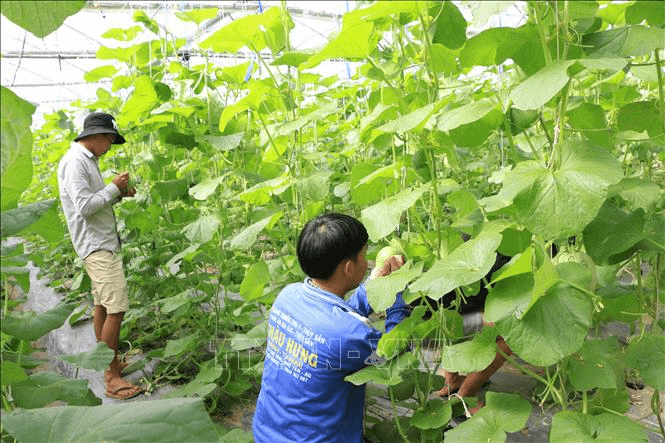 Hỏi-Đáp pháp luật: Mục đích sử dụng vốn và lãi suất cho vay của chính sách tín dụng ưu đãi hỗ trợ phát triển sản xuất theo chuỗi giá trị