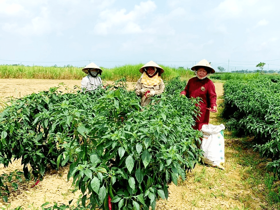 Hỏi-Đáp pháp luật: Đối tượng và địa bàn thực hiện hỗ trợ phát triển sản xuất liên kết theo chuỗi giá trị của chương trình mục tiêu quốc gia phát triển kinh tế - xã hội vùng đồng bào dân tộc thiểu số và miền núi