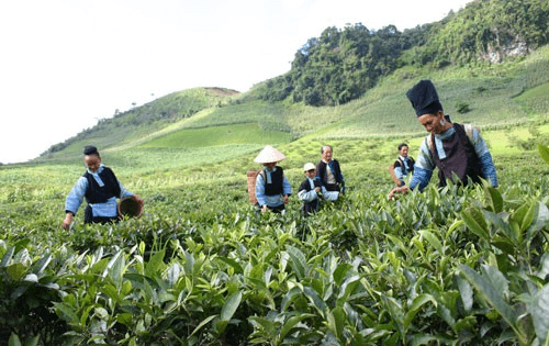 Hỏi-Đáp pháp luật: Hỗ trợ phát triển sản xuất theo chuỗi giá trị theo chương trình mục tiêu quốc gia phát triển kinh tế - xã hội vùng đồng bào dân tộc thiểu số và miền núi