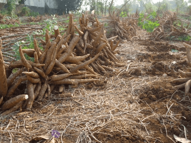 Ông cha ta đánh giặc: Cây sắn trên chiến trường Tây Nguyên