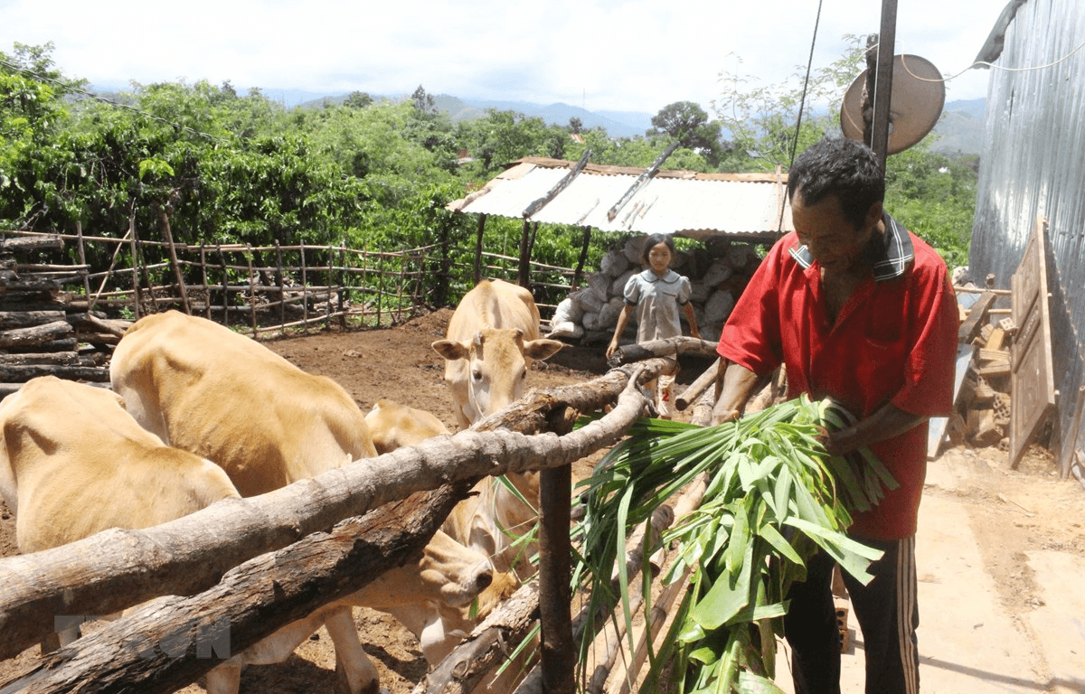 Hỏi-Đáp pháp luật: Xây dựng, thẩm định và phê duyệt dự án, kế hoạch liên kết thực hiện hỗ trợ phát triển sản xuất liên kết theo chuỗi giá trị