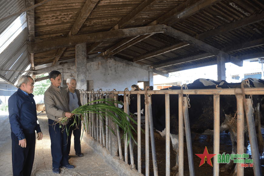 Thắm tình Việt Nam-Cuba-Bài 2: Những ngày ăn, thức cùng bò ở Mộc Châu