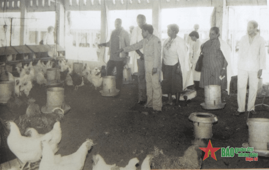 Thắm tình Việt Nam-Cuba-Bài 3: Ân tình Cuba đối với ngành gà Việt Nam (Tiếp theo và hết)