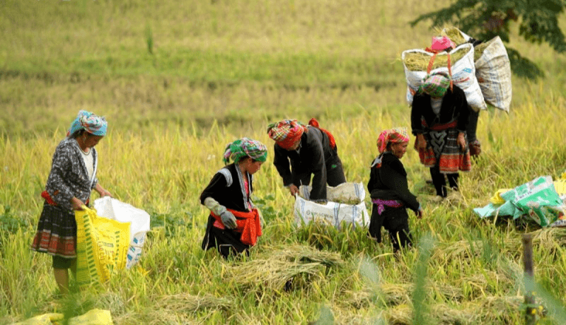 Hỏi-đáp pháp luật: Tổ chức triển khai thực hiện việc đầu tư cơ sở vật chất các đơn vị sự nghiệp công lập trong lĩnh vực công tác dân tộc