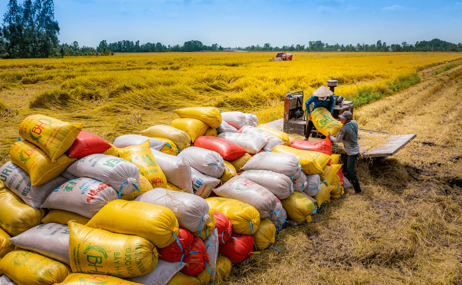 Giữ vững thị trường và phát triển thương hiệu gạo Việt