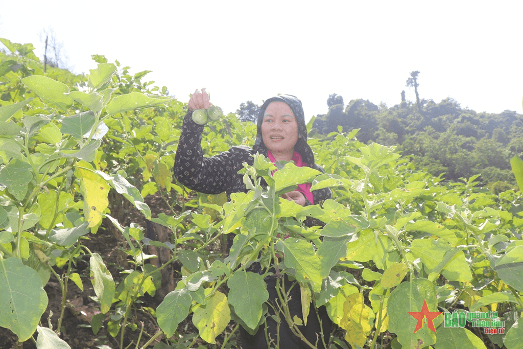 Nghệ An: Gian nan cà ngọt Khe Ngậu