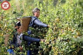 Hỏi - đáp pháp luật: Nguồn vốn sử dụng cho Chương trình mục tiêu quốc gia phát triển kinh tế-xã hội vùng đồng bào DTTS và miền núi giai đoạn 2021-2030