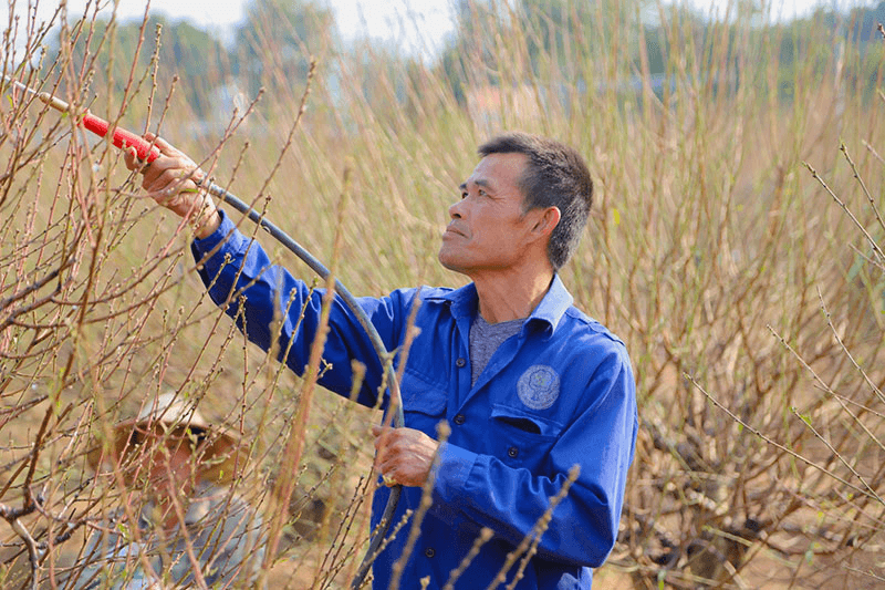 Làng đào Nhật Tân tất bật vào vụ