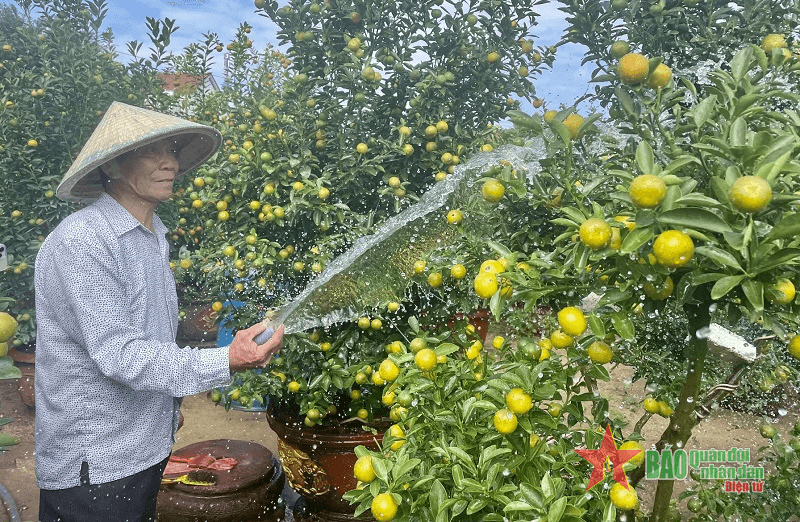 “Thủ phủ” quất cảnh miền Trung rộn ràng vụ Tết