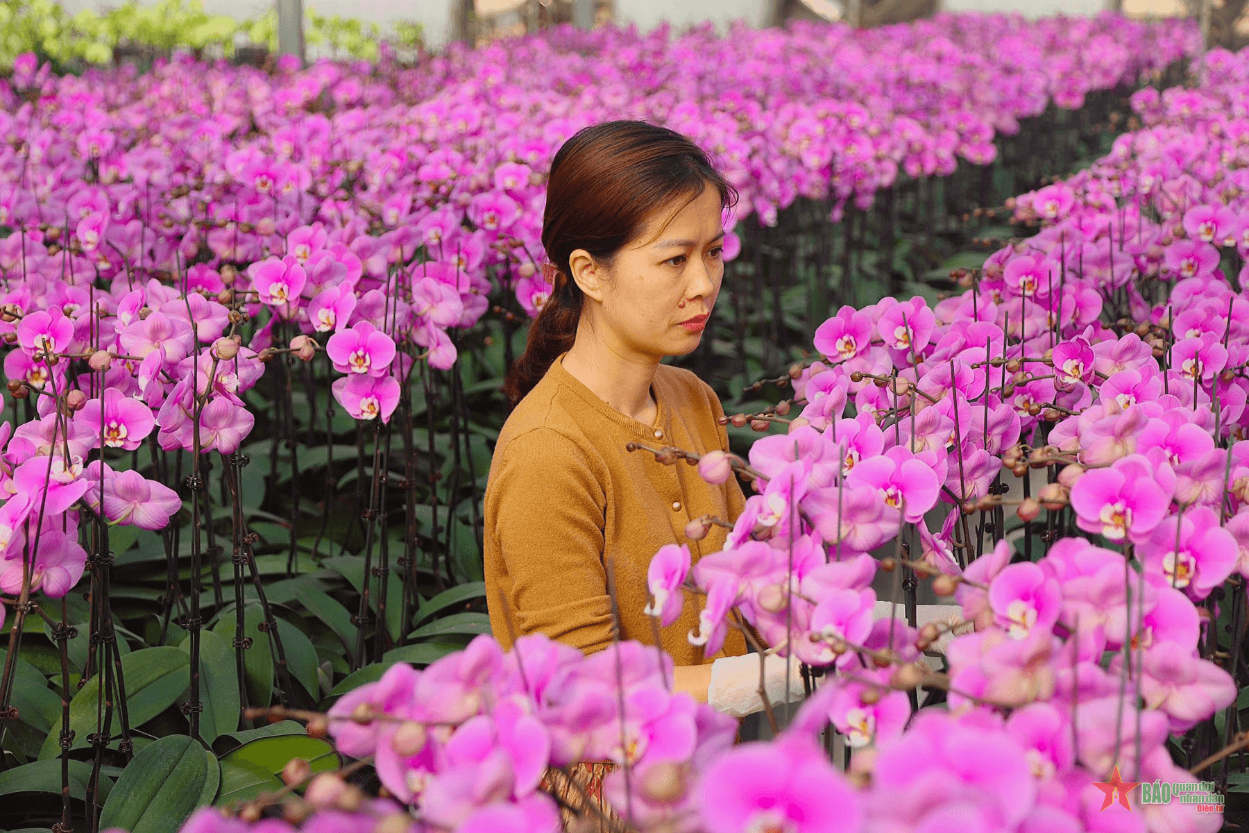 Vùng hoa Mê Linh sẵn sàng cung ứng thị trường Tết Nguyên đán 2024
