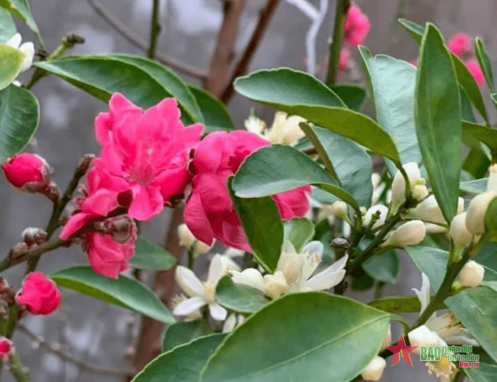 Xuân về thương nhớ Tết quê