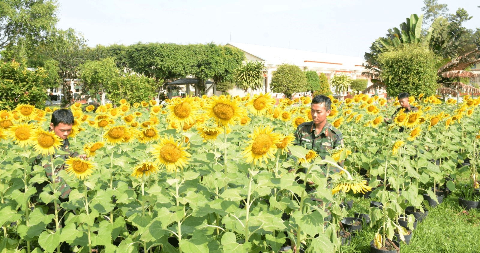 Rực rỡ sắc hoa xuân ở Sư đoàn 5