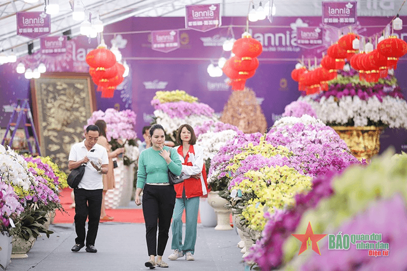 Lan hồ điệp rực rỡ “xuống phố” chào Tết Giáp Thìn 2024