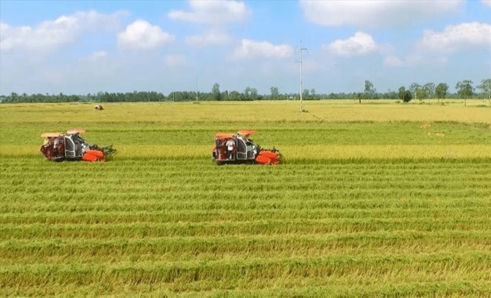 Giá lúa gạo hôm nay (2-2): Trong nước "lặng sóng", xuất khẩu tăng mạnh