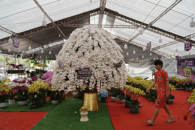 Chậu lan hồ điệp làm từ 868 cành hoa, được bán với giá gần 2 tỷ đồng
