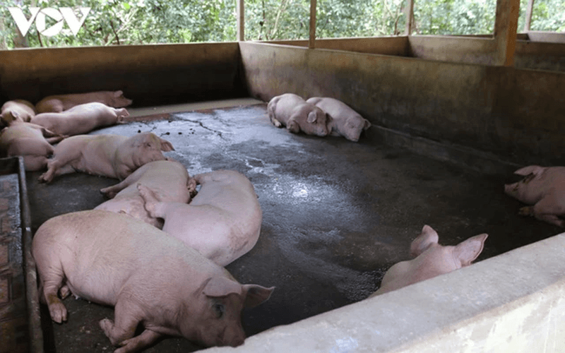 Giáp Tết, giá lợn hơi cao nhất 60.000 đồng/kg