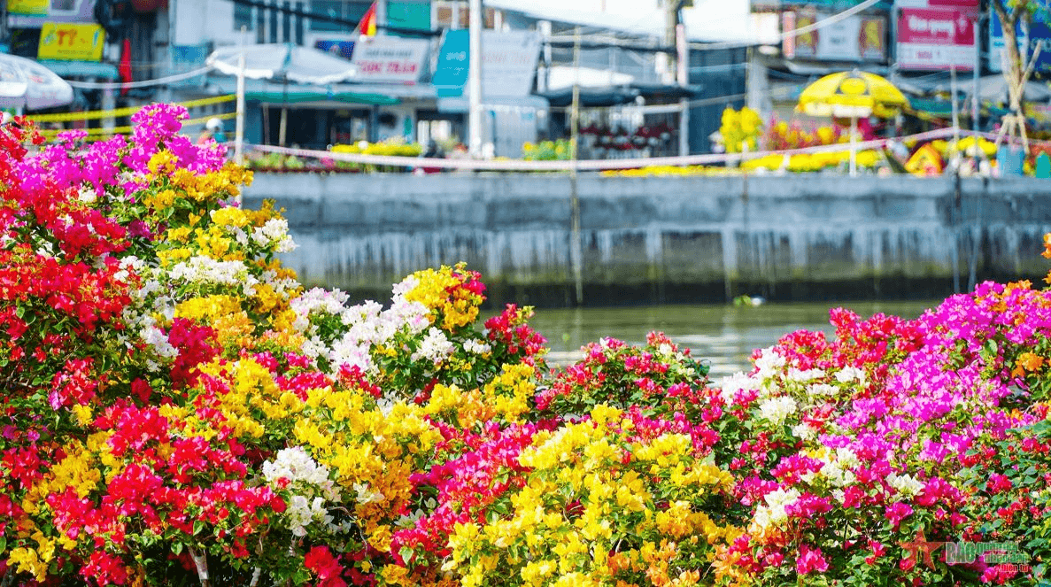 Nam Bộ đón Tết Nguyên đán trong thời tiết rất bất lợi