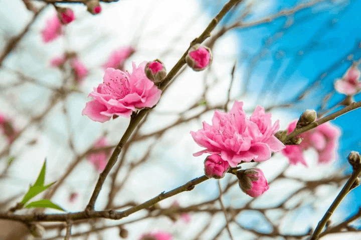 Tháng Giêng đâu phải... tháng ăn chơi