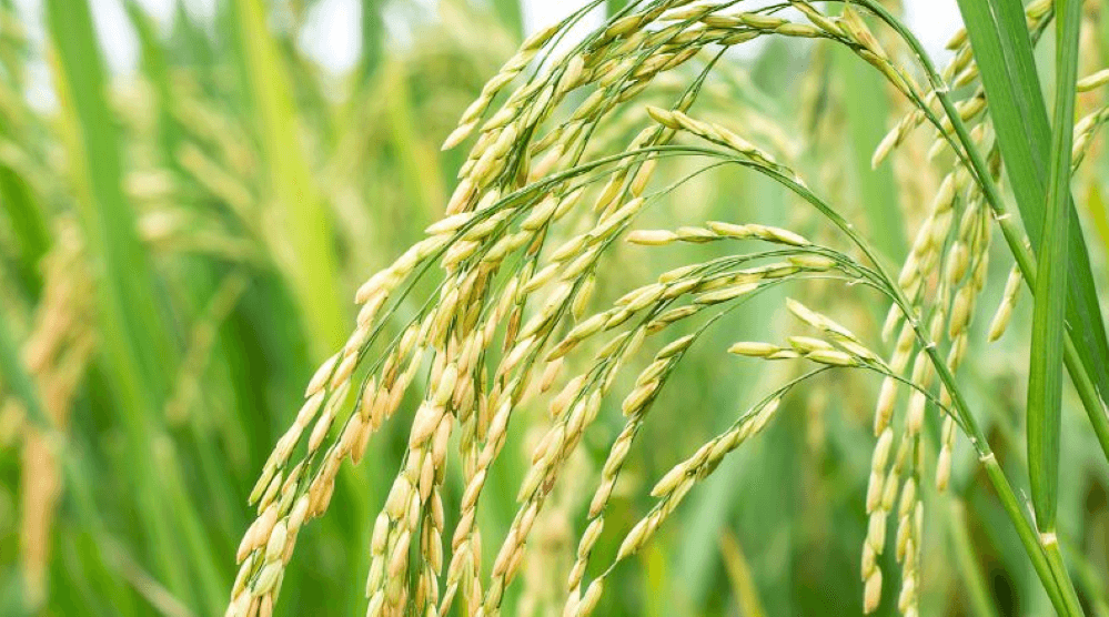 Giá lúa gạo hôm nay 16-2: Sôi động