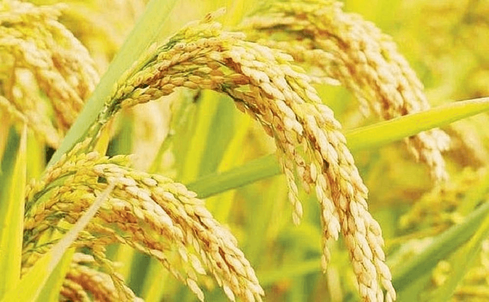 Giá lúa gạo hôm nay (25-2): Đồng loạt giảm mạnh