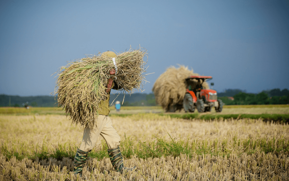 Giá lúa gạo hôm nay (12-3): Bình quân 7.300 - 8.200 đồng/kg
