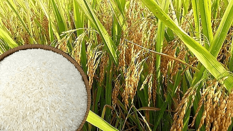 Giá lúa gạo hôm nay (15-3): Giá lúa gạo trong nước ổn định