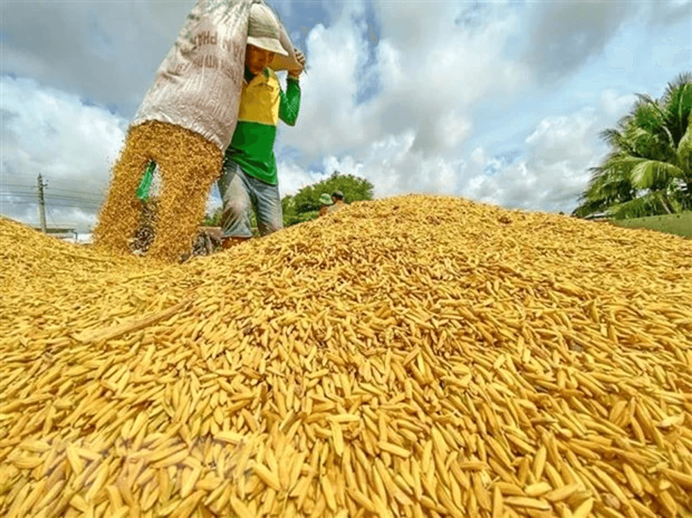 Giá lúa gạo hôm nay (19-3): Duy trì ổn định trên cả nước
