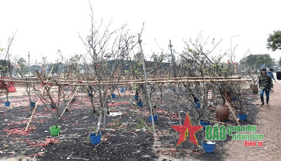 Nhu cầu chơi hoa lê sau Tết giảm