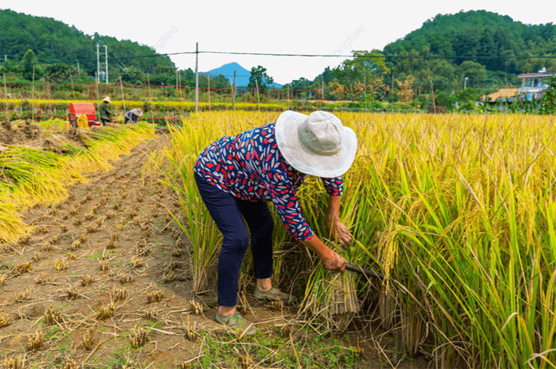 Giá gạo hôm nay (12-4) duy trì ổn định