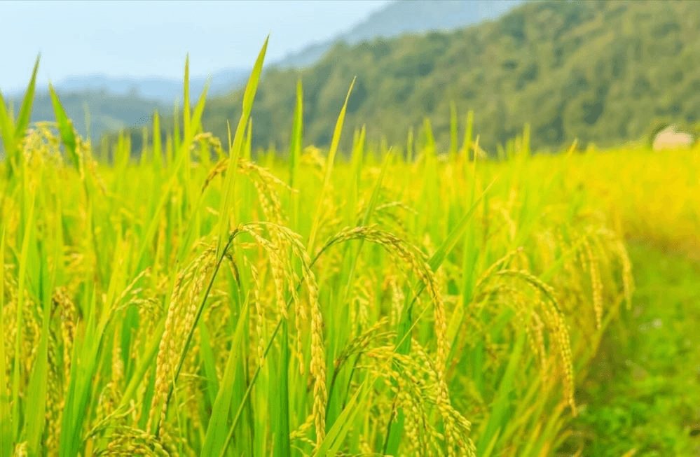 Giá lúa gạo hôm nay (16-4): Biến động trái chiều