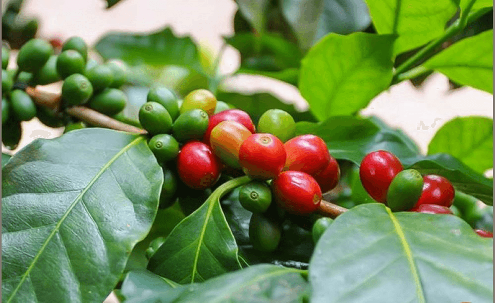 Giá cà phê trong nước tiếp đà tăng mạnh